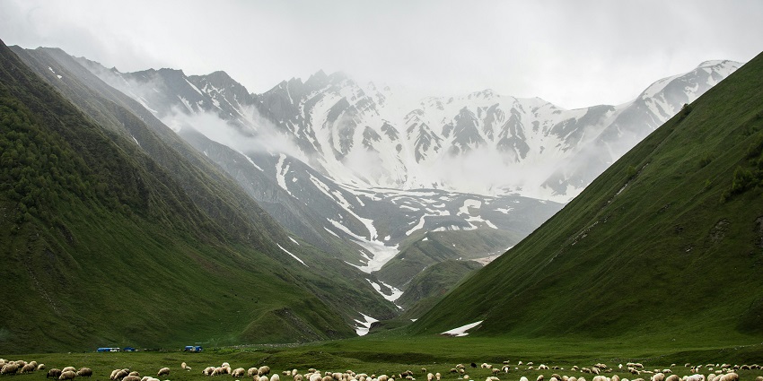 A herd of animals on the lush green spawning fields covered by peaks in Kangra Valley.