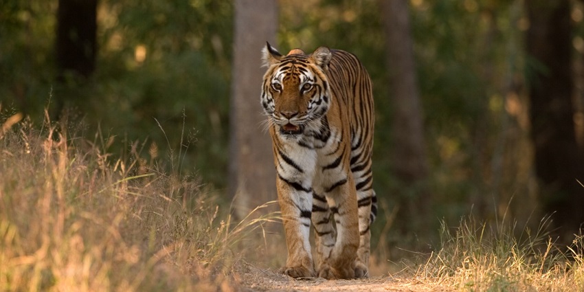 A picture of a tiger in Kanha National Park, which is a famous tourist attraction near Dinosaur National Park.