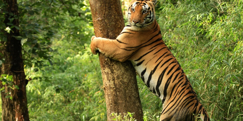 Shot of a royal Bengal tiger in Kanha Tiger National Park embracing the tree