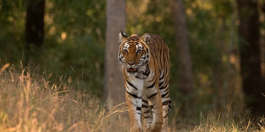 A picture of a tiger in Kanha National Park, which is a famous tourist attraction near Ralamandal National Park.