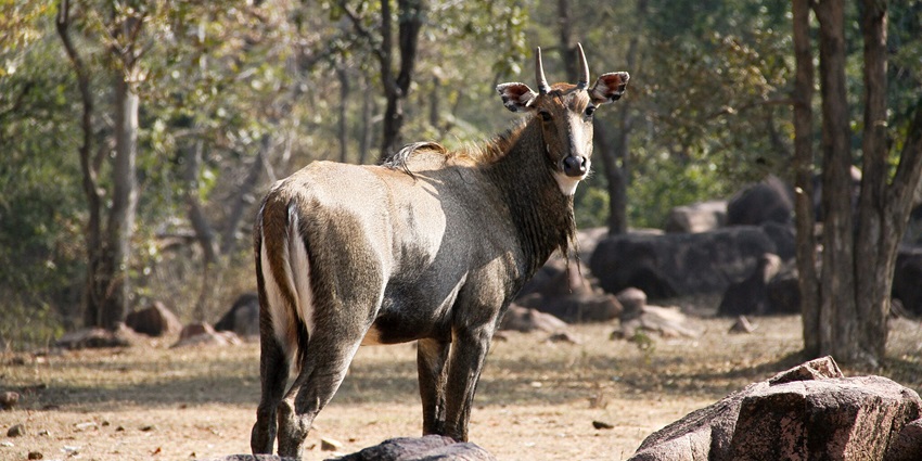 Blue bull in stunning landscape of Kanha Tiger Reserve, amongst the most prominent National Park in Jabalpur.
