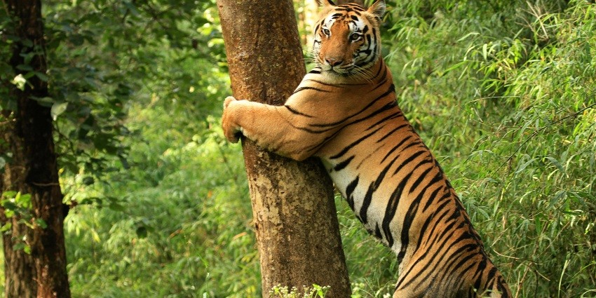 A picture of a tiger in Kanha National Park at one of the best places to visit near Jabalpur.