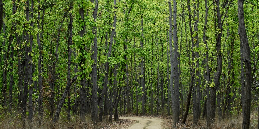 A view of the dense jungle of Kanha National Park is the most exciting place to visit near Madhya Pradesh