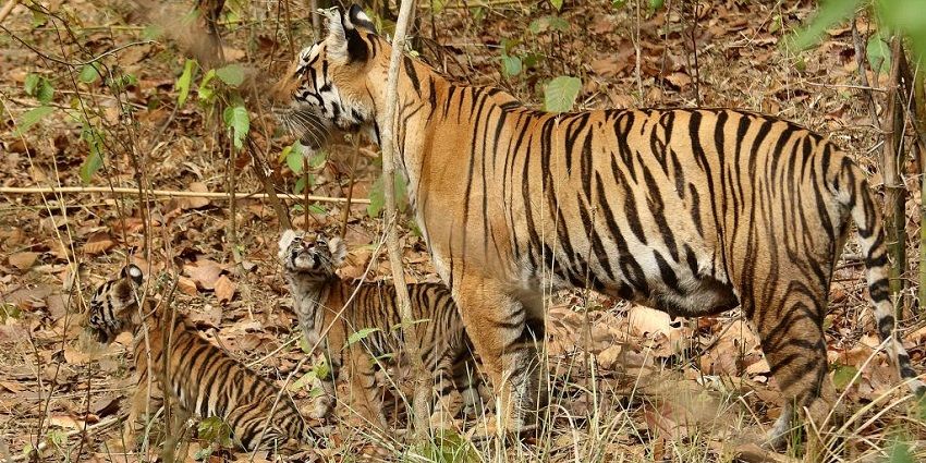 A beautiful image of a tigress with her three cubs resting in the shade at Kanha Tiger Reserve, a popular destination near Nauradehi Wildlife Sanctuary.