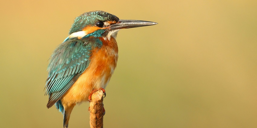 Kanwar Lake Bird Sanctuary is one of the most famous wildlife sanctuaries in Bihar.
