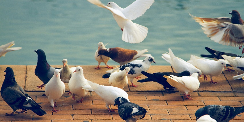 Karera Bird Sanctuary is the best to visit near Sultan Garh Waterfalls for birdwatching.