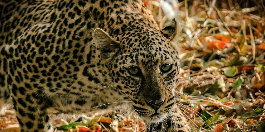 Karlapat Wildlife Sanctuary is one of the best places to visit around Manikeswari Temple.