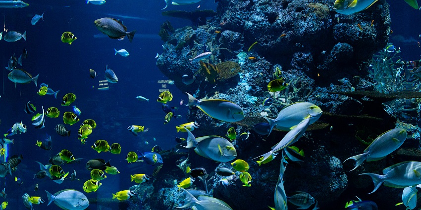 This southern state place offers a combination of exploring wildlife and marine life.
