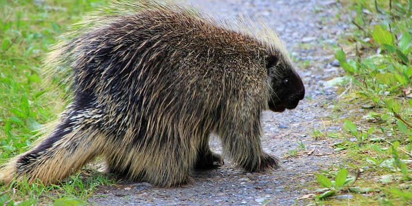Kathlaur Kushlian Wildlife Sanctuary is a diverse sanctuary where you can spot pangolin, porcupines and more