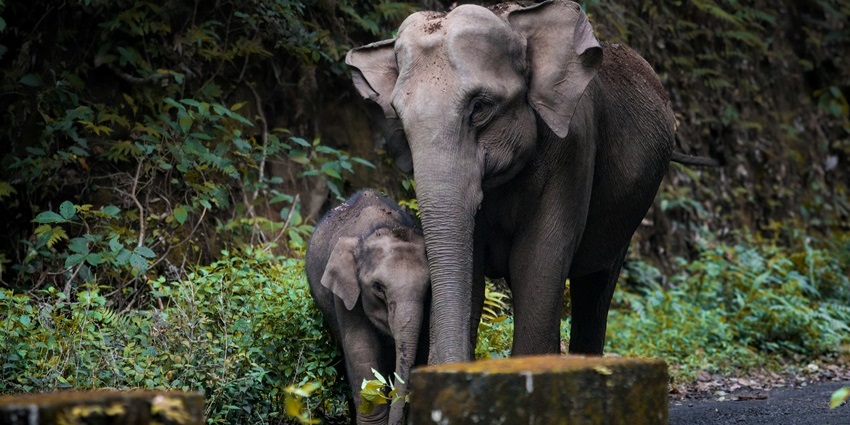 Image of Mother and Baby Elephant in Lush Forest - one of the best places to visit in Pathankhot