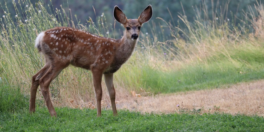 The Kathlour Wildlife Sanctuary in Pathankot, is home to many different kinds of animals.