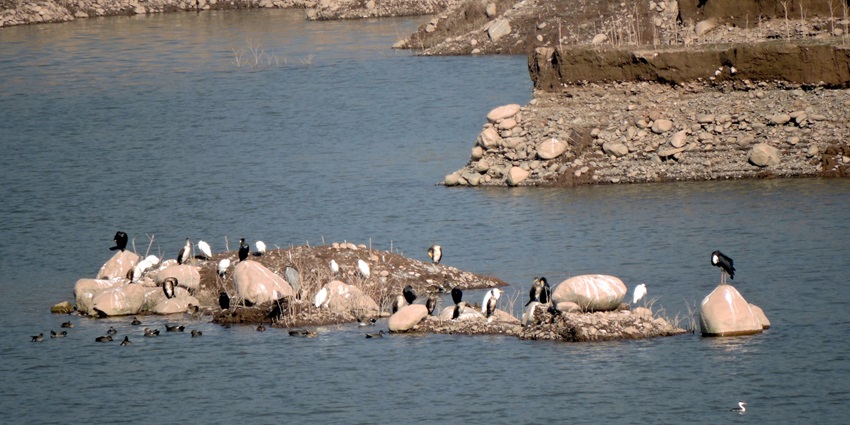 A picture of migratory birds swimming in the blue water at the Kaushalya Dam