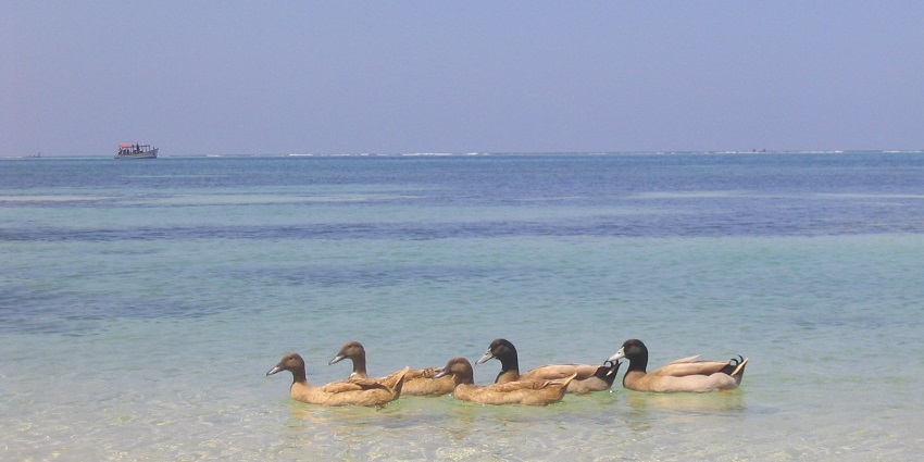 Wide angle view of the crystal clear waters beating on the golden shores