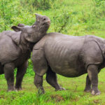 Two rhinoceros spotted at the lush green fields of the famous national park of Assam.