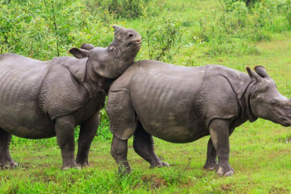 Two rhinoceros spotted at the lush green fields of the famous national park of Assam.