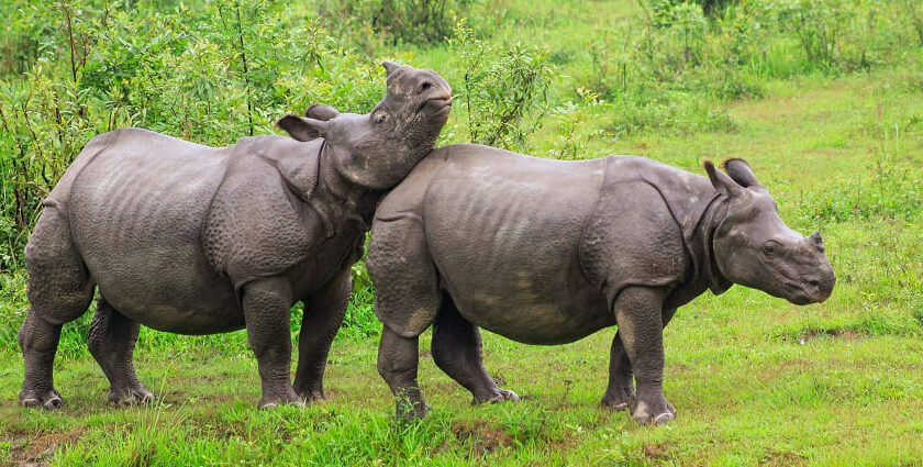 Two rhinoceros spotted at the lush green fields of the famous national park of Assam.