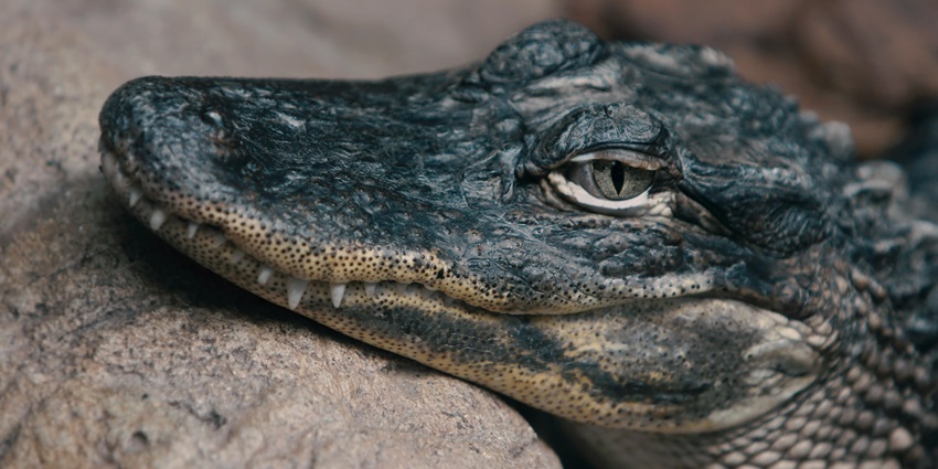 An alligator, like in Ken Gharial Sanctuary, a famous place near Gangau Wildlife Sanctuary.