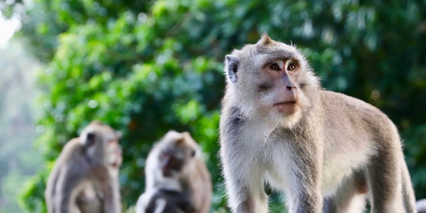 A mesmerising view of three grey monkeys in Ken Gharial Sanctuary for all to explore.