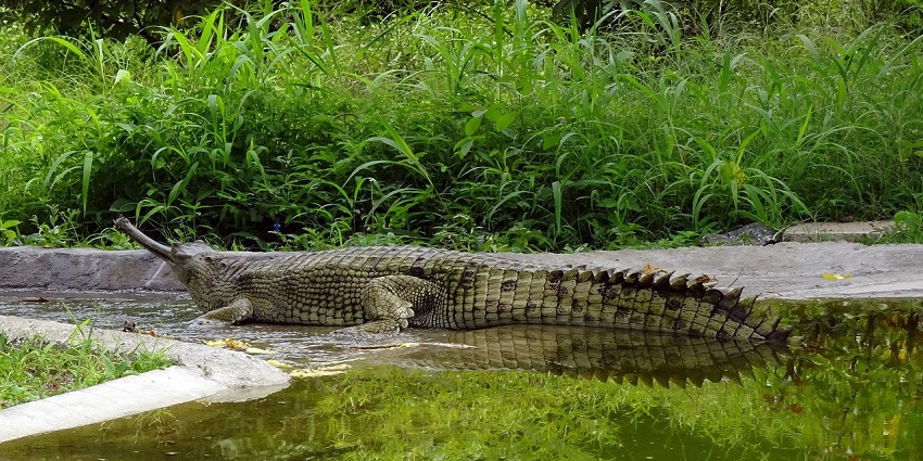 A gharial in a dense forest of Ken Gharial sanctuary.
