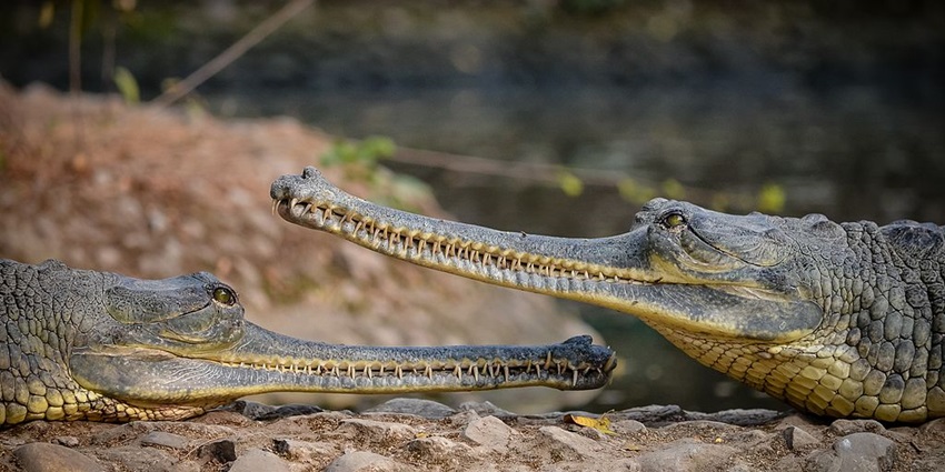 A close-up of a gharial resting near the water's edge at Ken Gharial Sanctuary