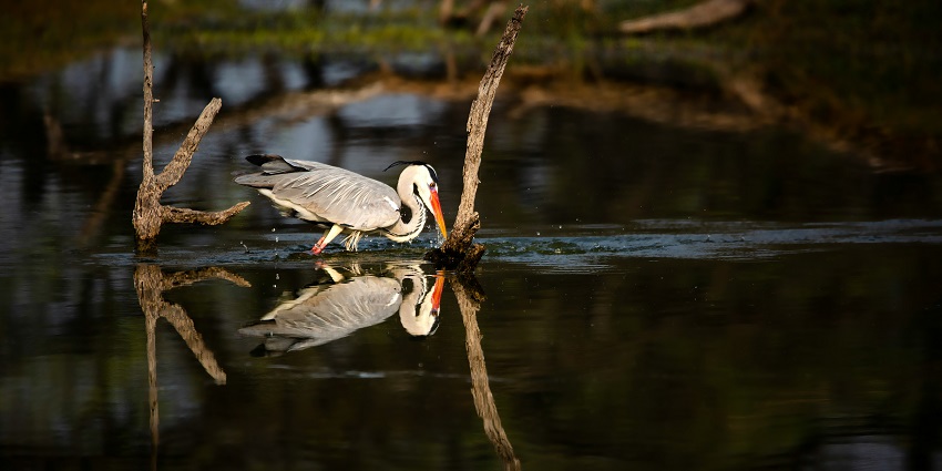 A breathtaking view of a white bird drinking water from a lake in Keoladeo National Park.