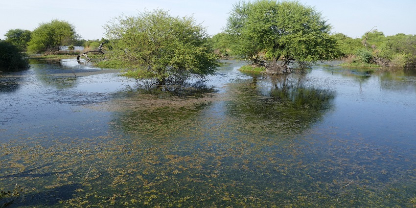 A serene water body at Keoladeo National Park, a renowned place to visit in Bharatpur