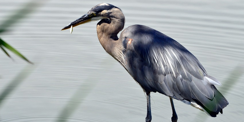 View of Keoladeo Ghana National Park, a renowned and significant UNESCO World Heritage Site