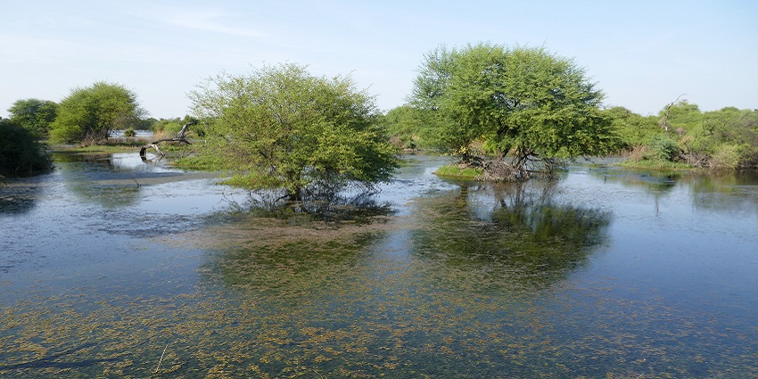 Scenic lake at Keoladeo National Park, surrounded by lush landscapes