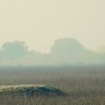 A scenic view of Keoladeo National Park wetlands, home to diverse bird species in Rajasthan.