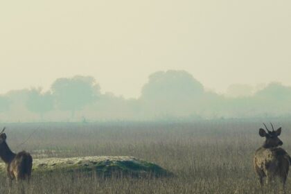 A scenic view of Keoladeo National Park wetlands, home to diverse bird species in Rajasthan.