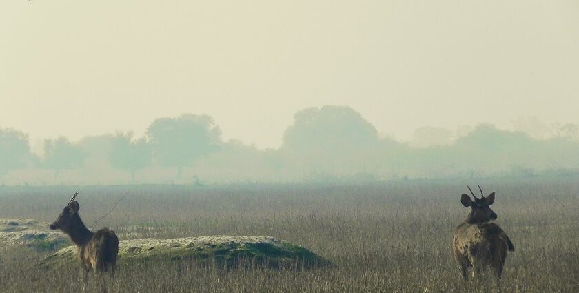 A scenic view of Keoladeo National Park wetlands, home to diverse bird species in Rajasthan.