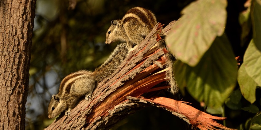 The northern palm squirrel in Keoladeo National Park, a popular destination near Bharatpur Museum.