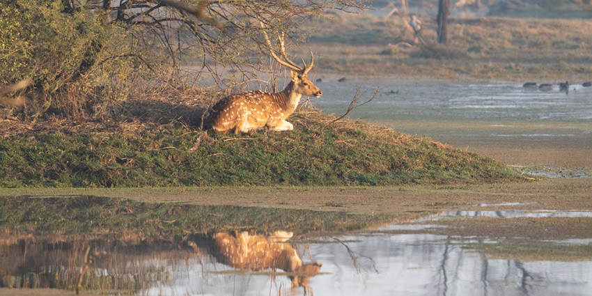 A picture of a deer sitting in the wild with its reflection falling into a pond at the Keoladeo National Park