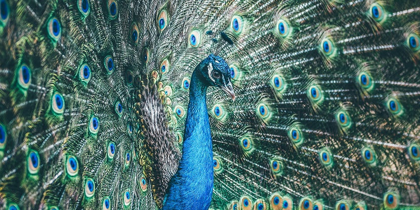 Keoladeo National Park is one of the best places to visit near Jaipur within 200 km.