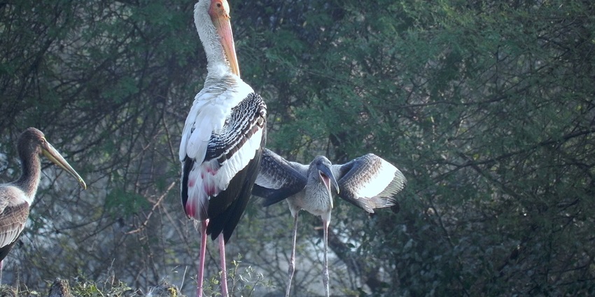 Painted Stork wading through Bird Sanctuary, one of the best national parks in Rajasthan