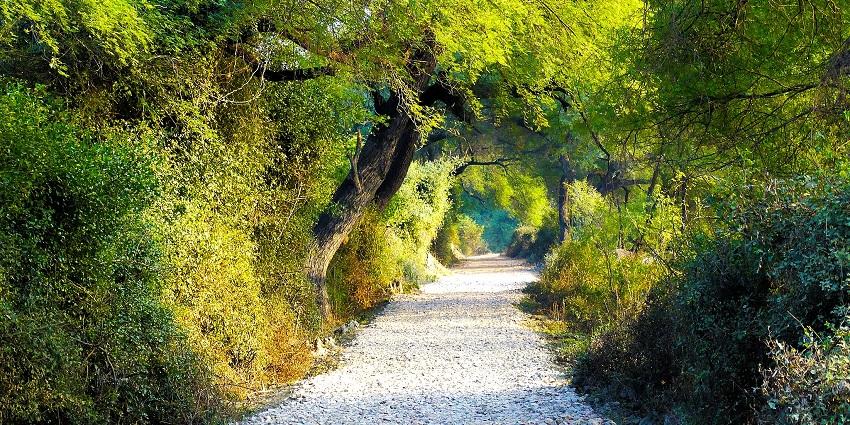 A serene view of Bharatpur Bird Sanctuary with lush greenery and distant birds, one of the famous places near Chambal Wildlife Sanctuary.
