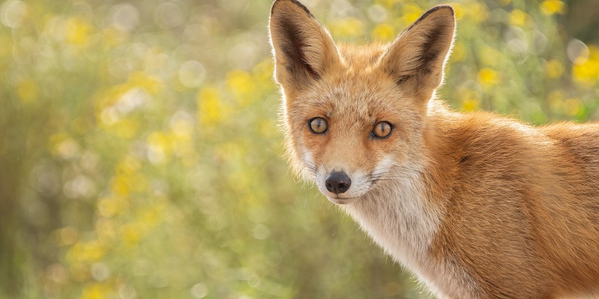 Fox in Kesar Bagh, highlighting the area's diverse wildlife along with other wildlife