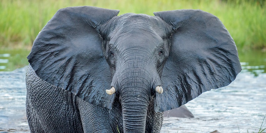A glimpse of an elephant playing in the pond surrounded by greenery at Keshkal Valley.