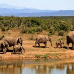 A landscape view of a national park that inhibits various wildlife species including elephants.