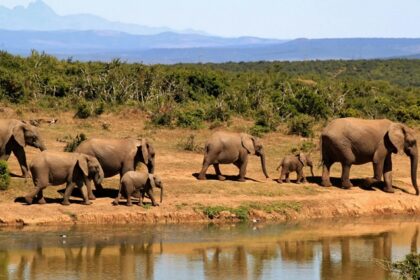 A landscape view of a national park that inhibits various wildlife species including elephants.