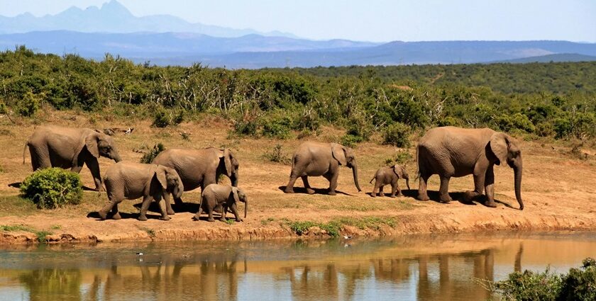 A landscape view of a national park that inhibits various wildlife species including elephants.