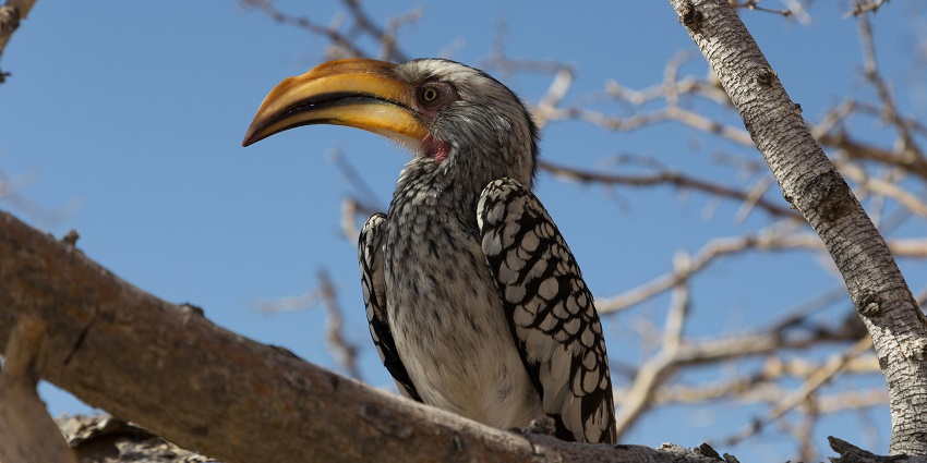 Image of a wild hornbill bird, highlighting the diverse wildlife in Bhutan