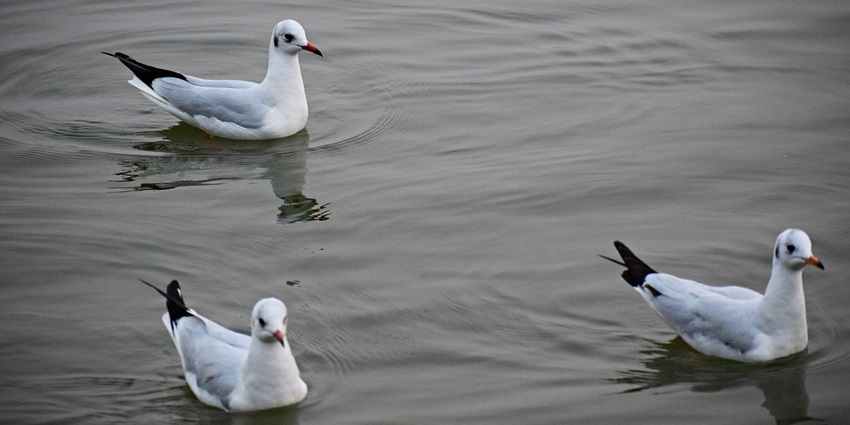 Khaparwas Sanctuary is one of the most amazing places around bhindawas wildlife sanctuary.