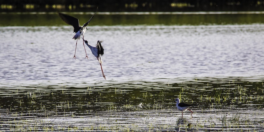 Image of white wader birds flying on a lake in their natural habitat during day time