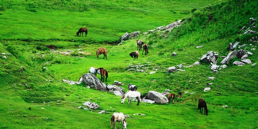 The beautiful Khaptad National Park has a large variety of flora and fauna.