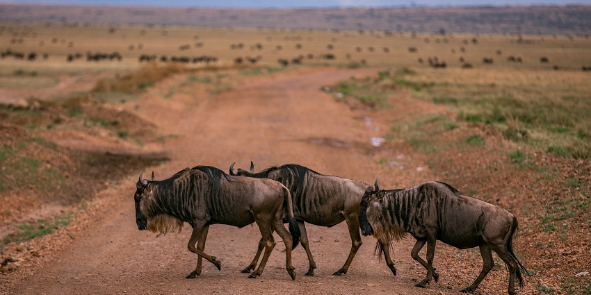 Wildebeest migration from one place to another with the corridor runs into surrounding community forests.