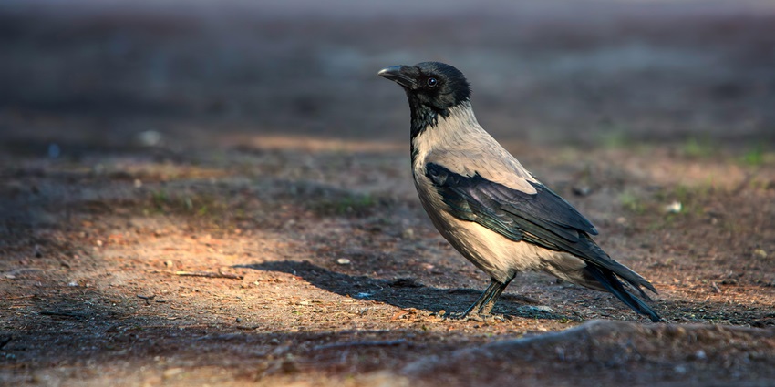 A bird in Khichan Bird Sanctuary, one of the places to visit near Jodhpur within 50 km.
