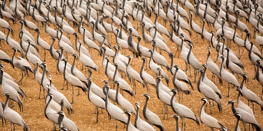 A sedge of the Demoiselle Cranes in Khichan—a very popular place to explore nearby.