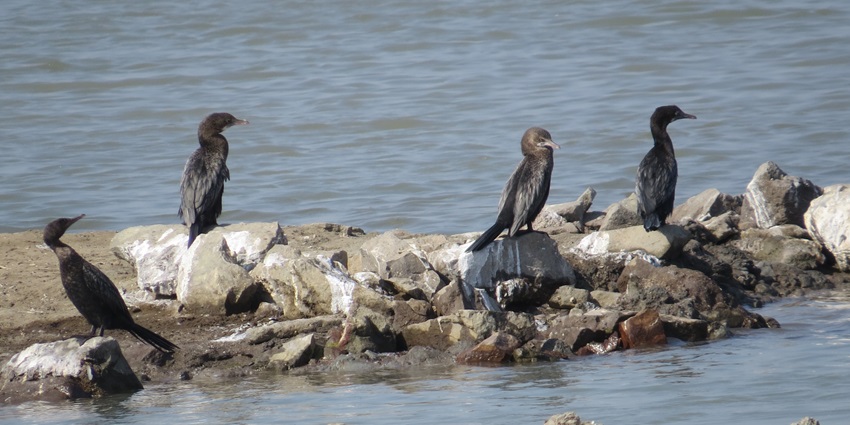Khijadiya Bird Sanctuary is one of the most popular tourist attractions in Gujarat.