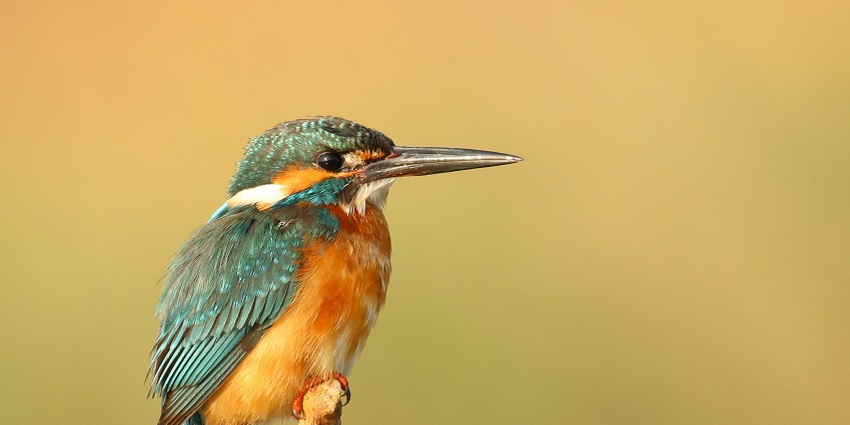 A bird at Khijadiya Bird Sanctuary, a hotspot near the Narara Marine National Park.
